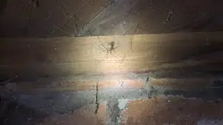 Cellar spiders in basement