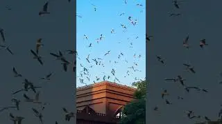 Parinda Bachana 🐦🎵 | Birds at Dubai Creek | Peaceful Nature Vibes