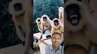Cat dance,Mankey dance, #funny #comedy #animals #monkey #cat #dance #love #catvideos