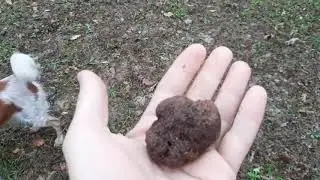 Raccolto Tartufo Nero Pregiato, Tuber Melanosporum, Gennaio 2020