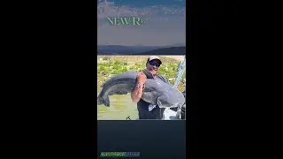 Chase Gibson&rsquo;s Monster Blue Cat: Now West Virginia&rsquo;s Length and Weight Record!