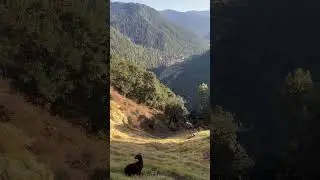 An oldest mountain goat in Thimphu ❤️