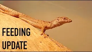 My Dwarf Monitor Loves Food!