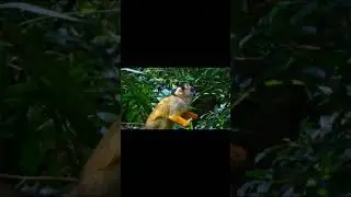 Jungle Sounds - Wild Animal Sound For Relaxation - Wildlife