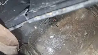 Big Black Widow 