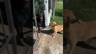 Dog Mission Impossible: Getting Stick Through The Door #shorts