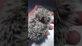 Vincent van Gopher gets a bath