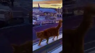 Airport kitty 😻✨✈️ #cats #cat #catvideo #travel #denver #airport