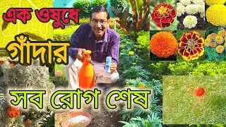এক ওষুধে গাঁদা গাছের সব রোগ শেষ। শুধু একবার প্রয়োগ করে দেখুন। Marigold disease control 