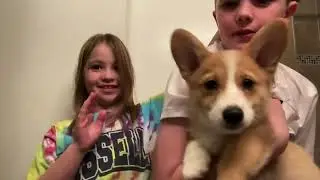 A little puppy