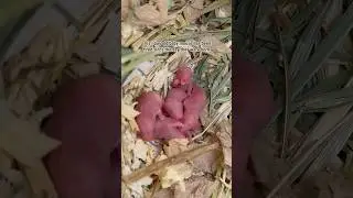 If you hadn&rsquo;t seen, there&rsquo;s been a second litter of baby rescue mice born 😅 #mice #petmice #pets