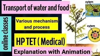 Transport by xylem and phloem||. HP TET medical ||CTET||10TH CLASS Topic