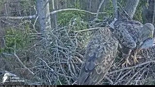 LDF.Akacis ar brokastu zivi Rasenei.​​🦅🦈/Akakis with breakfast fish for Rasene.​​ 27.03.2024