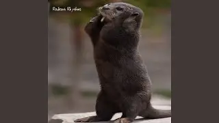 Lively Leap