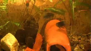 Laetacara curviceps (Flag acara)