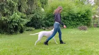 Dogo argentino owner training II