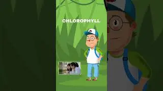 Chlorophyll: The Colorful Chemistry of Leaves