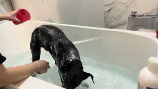 dog bath time with remy the manchester terrier #dogbath
