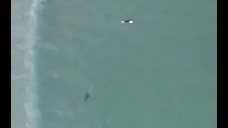 Shark and Surfer at Muizenberg beach