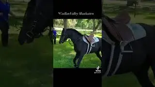 Welsh Sec B Stallion