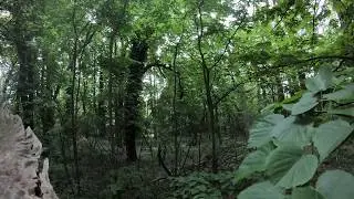 A Dusk Bird Chorus in Wienerwald