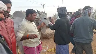 పెబ్బేరు సంతలో కోడెను సాటువేసి ఇంకో కోడెను తీసుకుంటున్న బేరం | Ongole Bulls video's 