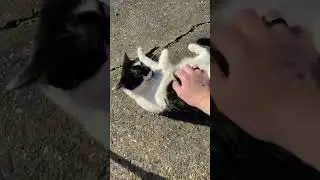 Sunny day! #cats #catvideos #cute #furbaby #kitten