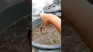 Pemberian Probiotik EM4