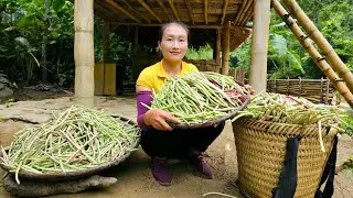 Harvesting beans and bring them to the market to sell - Daily life | Ly Thi Tam