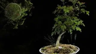 3D scan composite of bonsai leaf foliation