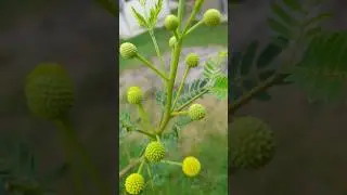 White Lead Tree called Ipil Ipil