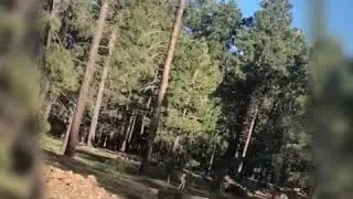 Spring trout fishing White Mountains  Arizona
