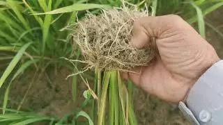 1بذر الرز الحساوي
