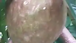 Paresar nologe