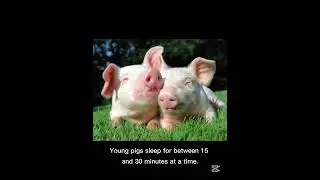 information about pig #like #subscribe #animals