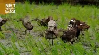 Rice Duck Farming