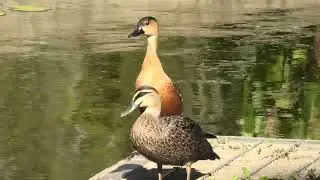 Wandering Whistling-Duck & Pacific Black Duck