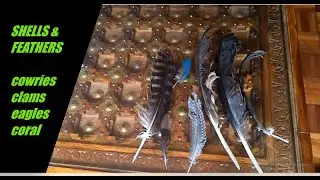 SHELLS & FEATHERS | Check out our shell and feather collection |