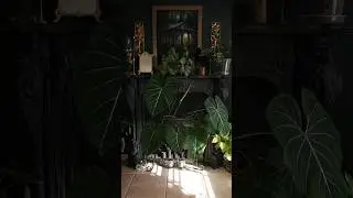 Plant room update #plants #darknaturalism #gothicdecor #decor #houseplants