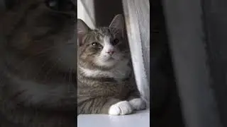 Cute Cat Chillin' in a window #catvideos #cutecats #slowmotioncats