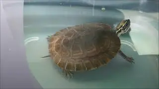 my first malayan box turtle..