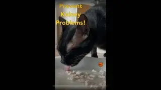 Hydrate that Cat! (Easy Hack)