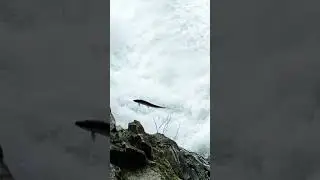 Steelhead Jumping Waterfall #shorts #steelhead #salmon #fishing