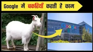 Google में बकरियाँ करती है काम || why does Google hire goats 🤔🤔 #factxyz #shorts