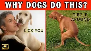 15 Weird Dog Behaviors Explained