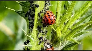 ജൈവിക കീടനിയന്ത്രണം I Organic pest control  I Science Malayalam