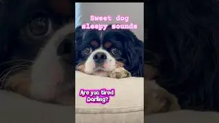 Dog making sweet sleepy whimpers