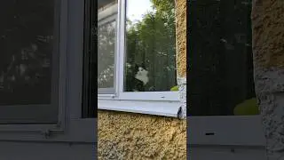 Met a cat in the window