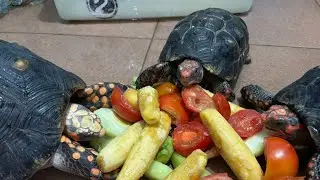 Aktivitas Kura-kura di Pagi Hari Penuhh Tawa
