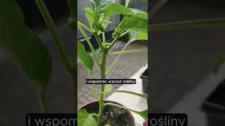 Obowiązkowe cięcie papryki, usuwanie kwiat&oacute;w #papryka #ogr&oacute;d #uprawa #garden #shorts